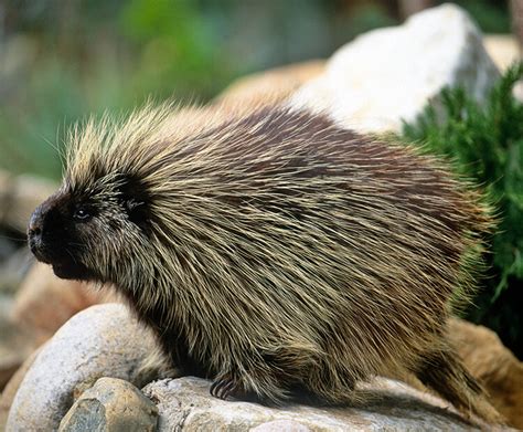 north american porcupine san diego zoo kids