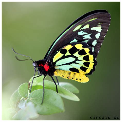 schmetterling butterfly iii foto bild tiere wildlife