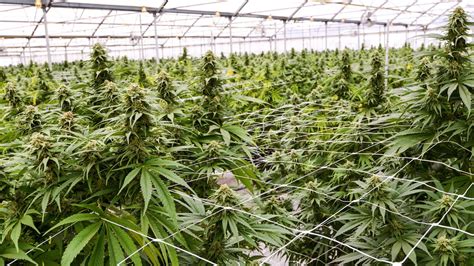 dea     growers  produce cannabis  medical
