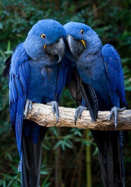 images  parrots  pinterest love birds scarlet