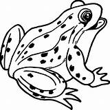 Outline Coqui Frogs Rana Colorare Clipartmag Rane sketch template