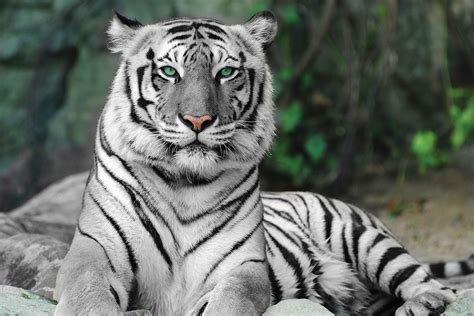 witte tijger kom alles te weten zooparc overloon