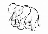 Elefante Olifant Elefant Salvajes Malvorlage Kleurplaat Elephant Kleurplaten Imprimir Inglés Elephat Schulbilder Imágenes Ausmalbild Ausmalbilder Stampare Schoolplaten Wensen sketch template