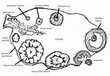 Ovary Labelled Given sketch template