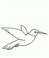 Hummingbird Coloring Pages Printable Kids Bird Bestcoloringpagesforkids Hummingbirds Print Choose Board Outline sketch template
