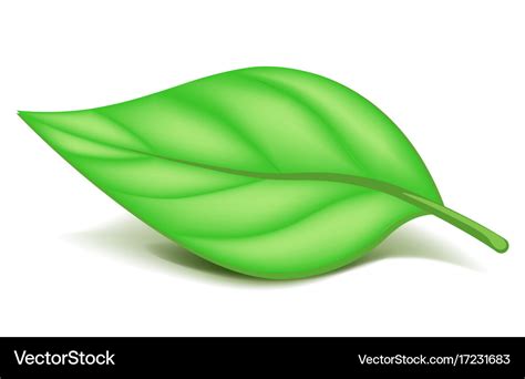 oblonged green leaf  small stem isolated vector image