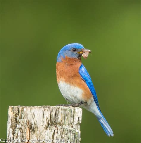 photographing eastern bluebirds attending   fledglings