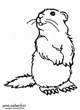 Coloring Woodchuck Groundhog Pages Print Printable Drawing Groundhogs Color Printables Colouring Sheets Ink Low Kids Animal Printcolorfun Cute Crafts Chuck sketch template
