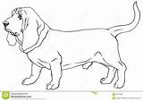 Hound Basset Razza Hondras Breeds Hond Carlino Silhouetteert Ras Secret sketch template