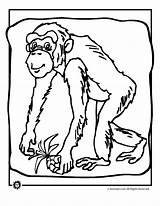 Chimpanzee Szympans Kolorowanki Monkey Bestcoloringpagesforkids Monkeys Animaljr sketch template