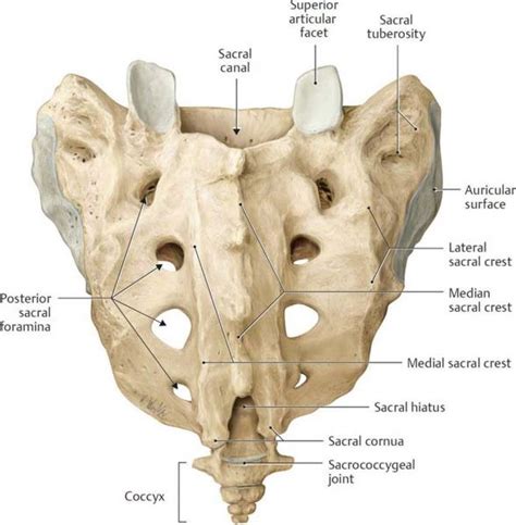 sacral bone pain  treatment  anatomy  sacrum spinal
