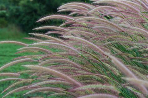 grasses   roadside stock image image  natural