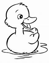 Coloring Pages Duckling Baby Getcolorings Duck sketch template