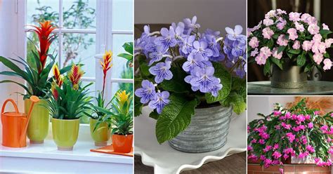 flowering houseplants indoor plants  bloom