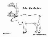 Caribou Coloring Drawing Drawings Pages Designlooter Paintingvalley sketch template