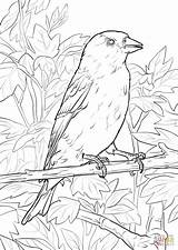 Goldfinch Designlooter sketch template