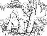 Gorilla Gorila Orangutan Floresta Ausmalbild Tudodesenhos Q1 sketch template