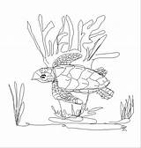 Hawksbill Pages Turtle Coloring Sea Student Animals Projects Image001 Gif Index sketch template