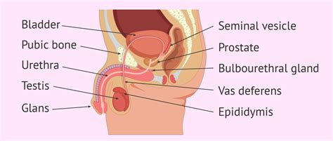 Reproductive System Diagram Labeled World Of Reference