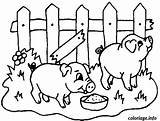 Cochon Cochons Enclos Schwein Pigs Maialini Porcos Maiale Porco Schweine Colorier Ferme Fazenda Ausmalbild Baidu Petits Pintar Puiul Cine Porquinho sketch template