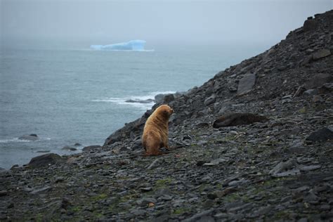 leucistic antarctic fur seal   south orkney islands scotland