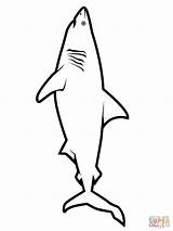 Coloring Pages Great Shark Printable Outline Realistic Drawing Color Jumping Hungry Dolphin Fin Kids Fish Megalodon Thresher Getdrawings Supercoloring Getcolorings sketch template