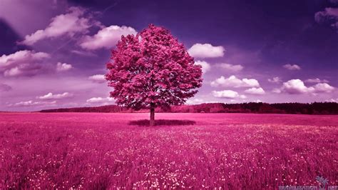 purple tree wallpaper  pictures