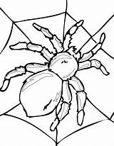 Spinne Vogelspinne Ausmalen sketch template