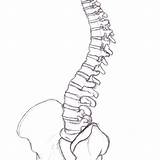 Anatomy Spine sketch template