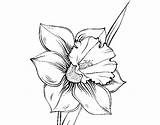 Narcissus Flower Coloring Coloringcrew sketch template