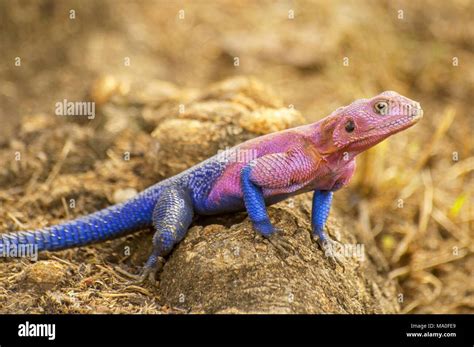 male mwanza flat headed rock agama agama mwanzae   spider