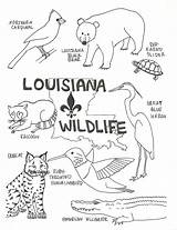 Coloring Pages Wildlife Louisiana Swamp Animals State Bird Printable Kids Color Cajun Flag Preschool Print Small Lesson Arizona Florida Vector sketch template