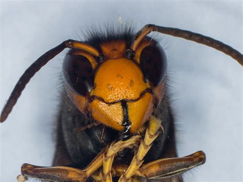 Drone Attacked By Swarm Of Asian Hornets And Sprayed With Venom In