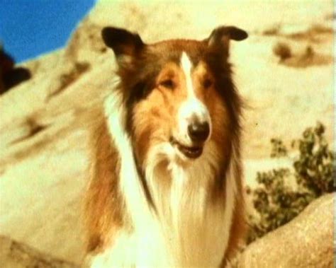 actor`s page lassie watch free movies whose line is it anyway