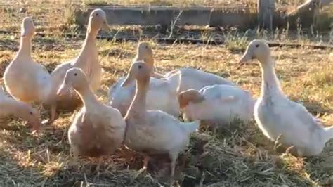 poultry update sept  youtube