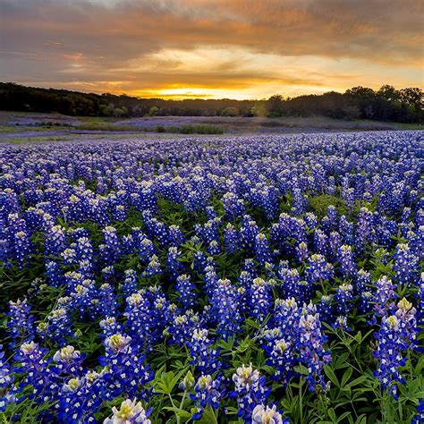 texas bluebonnet seed  outdoor gardens blue bonnets outdoor