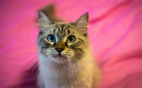 cat  pink background wallpapers driverlayer search engine