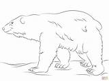 Polar Ours Polaire Urso Polare Colorat Orso Urs Cammina Orsi Ursul Polari Neige Animale Desene Animali sketch template