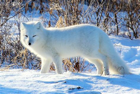 norway  sweden join forces  save arctic fox lonely planet