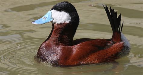 ruddy ducks lead  double life