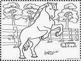 Kuda Mewarnai Pages sketch template