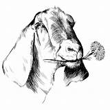 Goat Nubian Drawing Graphic Playful Personable Company Getdrawings Kasia States United sketch template