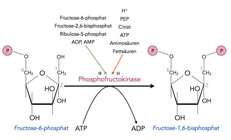 glycolyse schritt  phosphorylierung