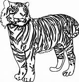 Tiger Coloring Looking Pages Color Wecoloringpage Visit Awesome sketch template