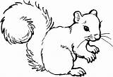 Coloring Squirrels Pages Squirrel Acorn Popular sketch template