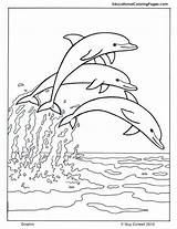 Coloring Dolphin Pages Print sketch template
