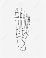 Foot Skeleton Drawing Bones Getdrawings sketch template