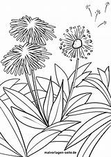 Malvorlage Pusteblume Pflanzen Malvorlagen sketch template