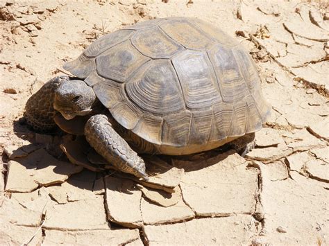 desert tortoise care sheet reptiles cove