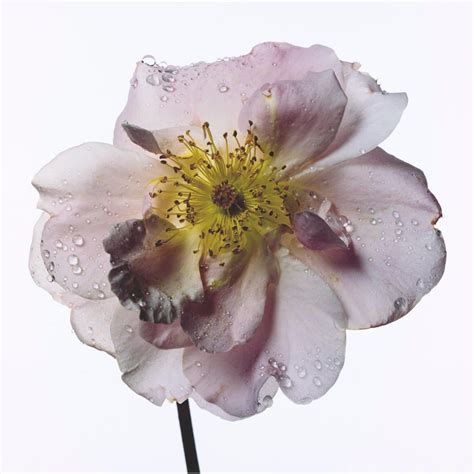 Aesthetica Magazine Irving Penn Flowers At Hamiltons